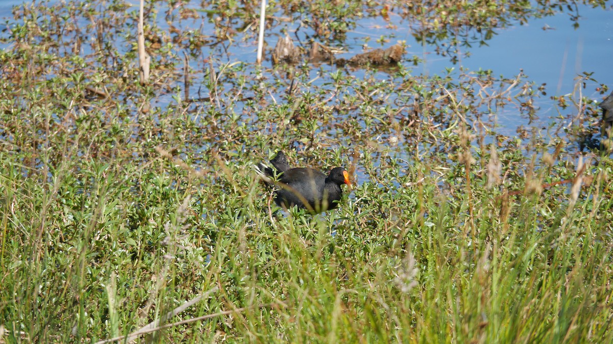Dusky Moorhen - ML646207951