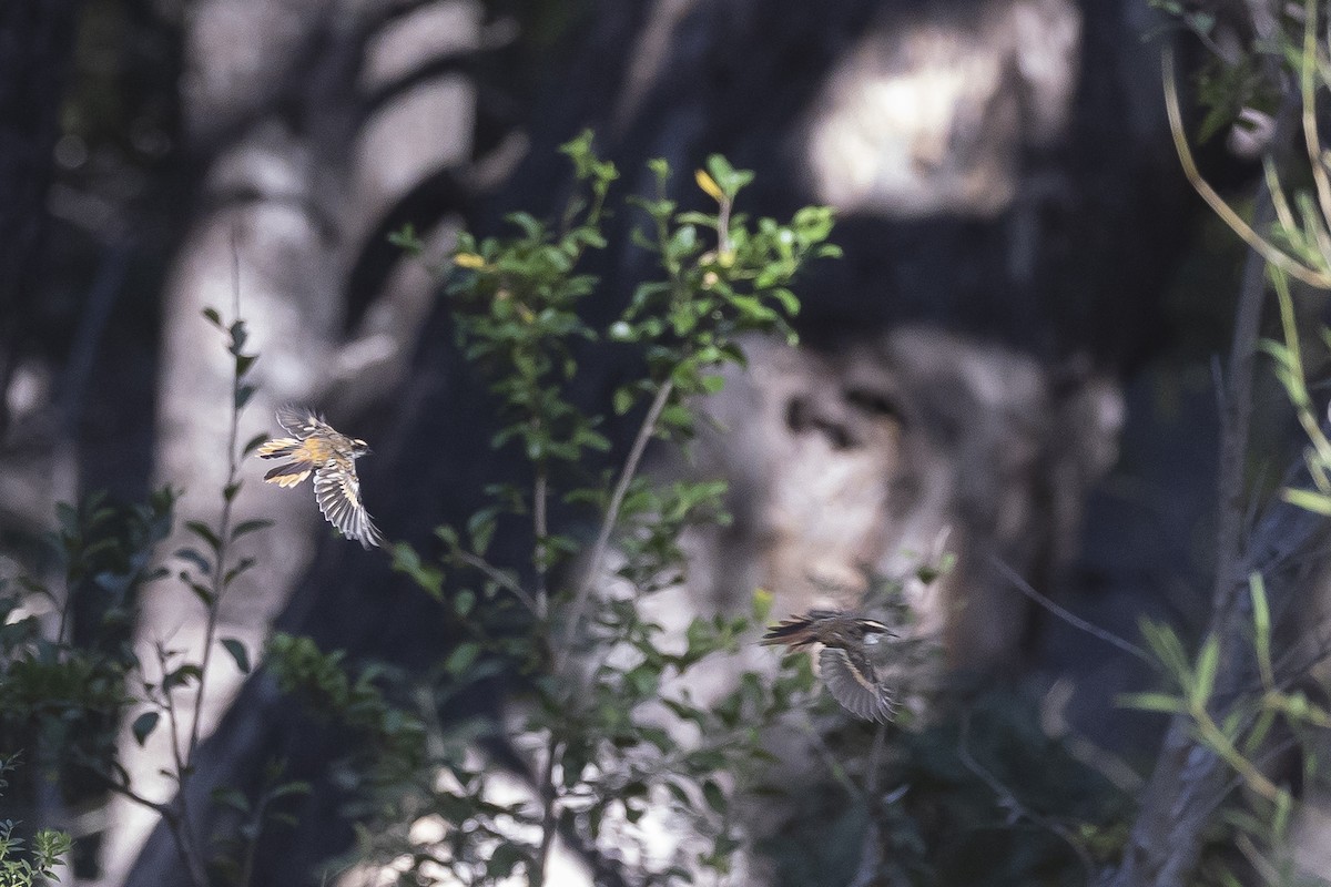 Thorn-tailed Rayadito - ML646207952