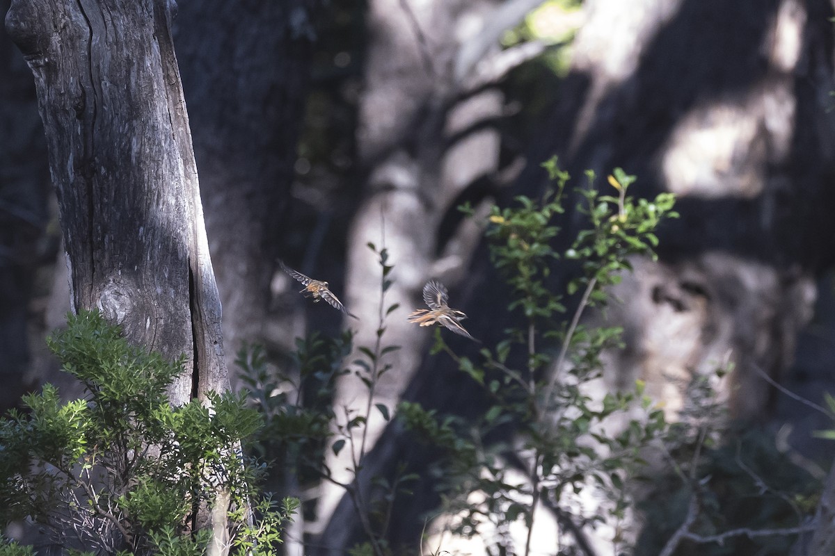 Thorn-tailed Rayadito - ML646207953