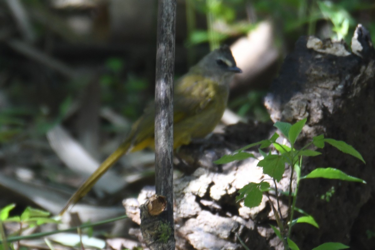 Flavescent Bulbul - ML646207954