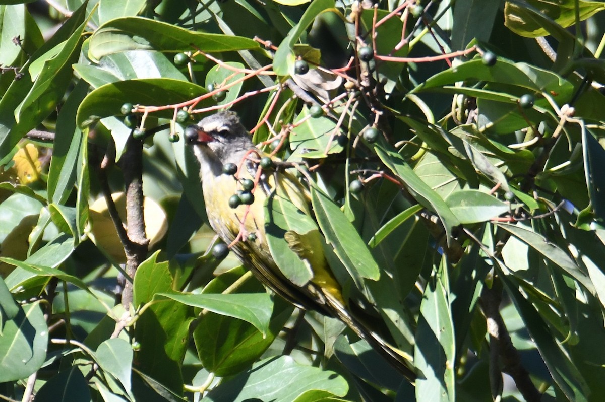 Flavescent Bulbul - ML646207955