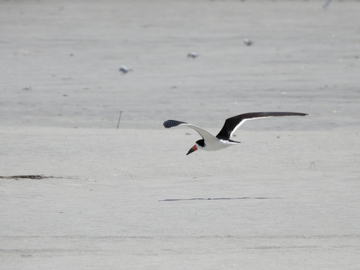 Black Skimmer - ML646207956