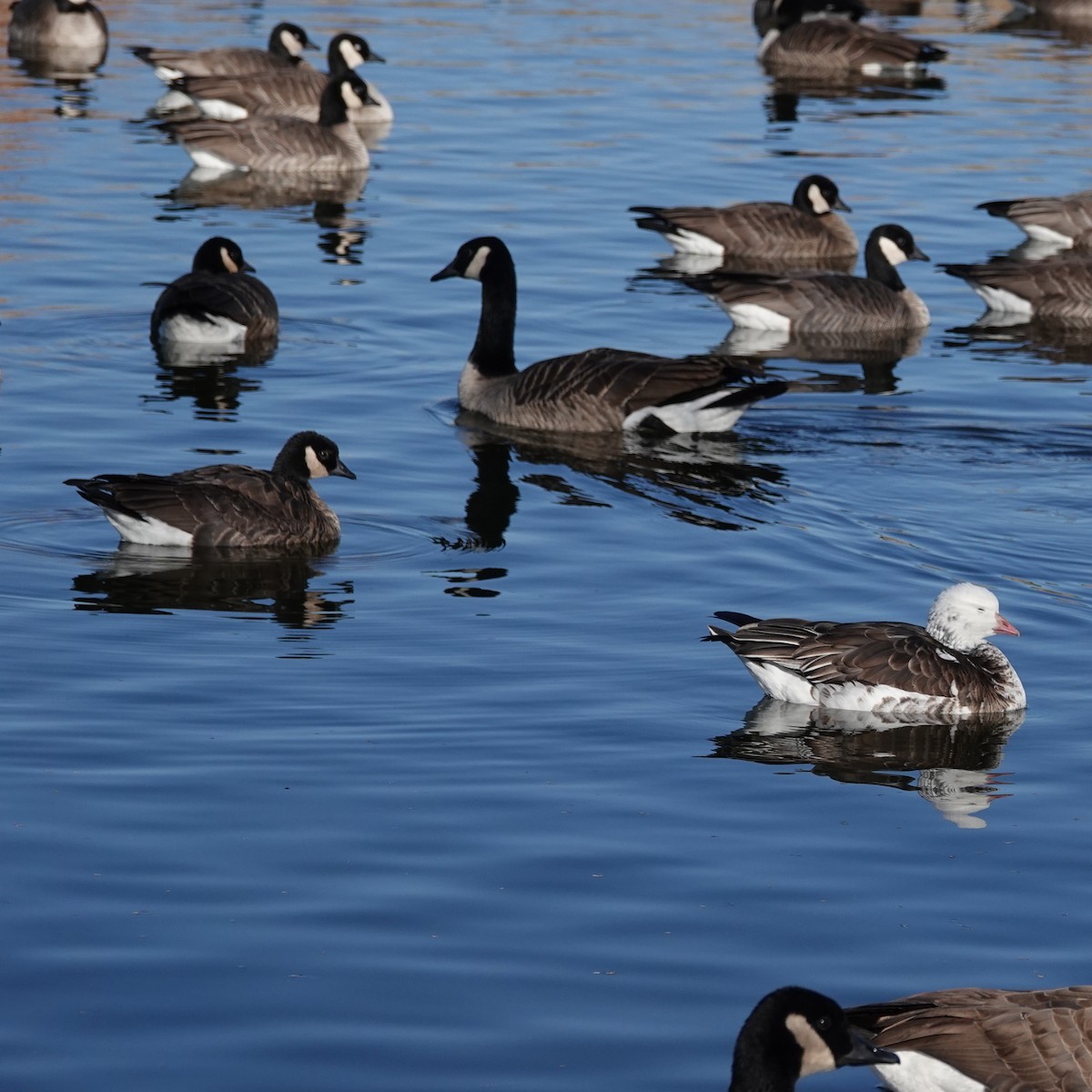 Cackling Goose - ML646207957