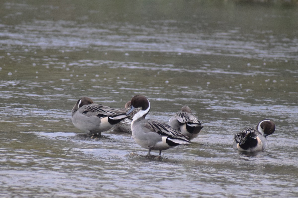 Northern Pintail - ML646207959