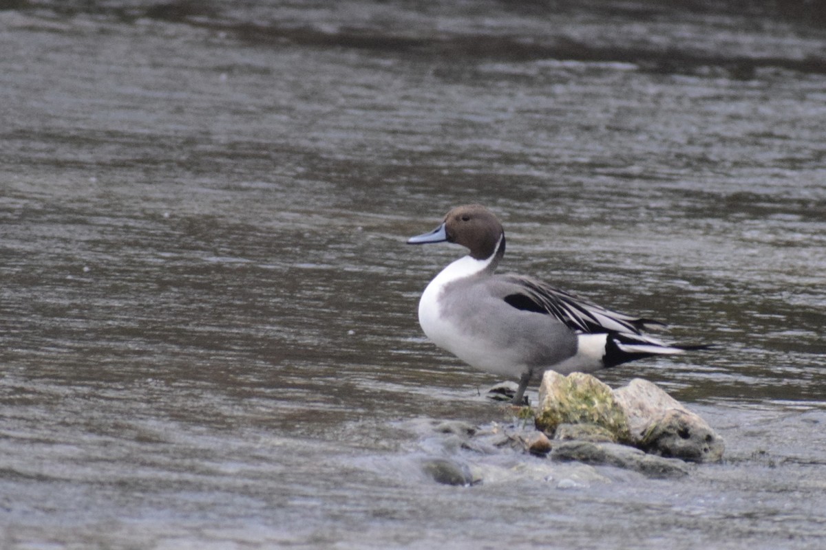Northern Pintail - ML646207960