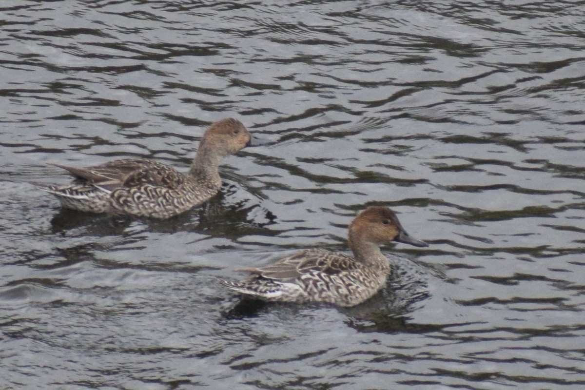 Northern Pintail - ML646207961