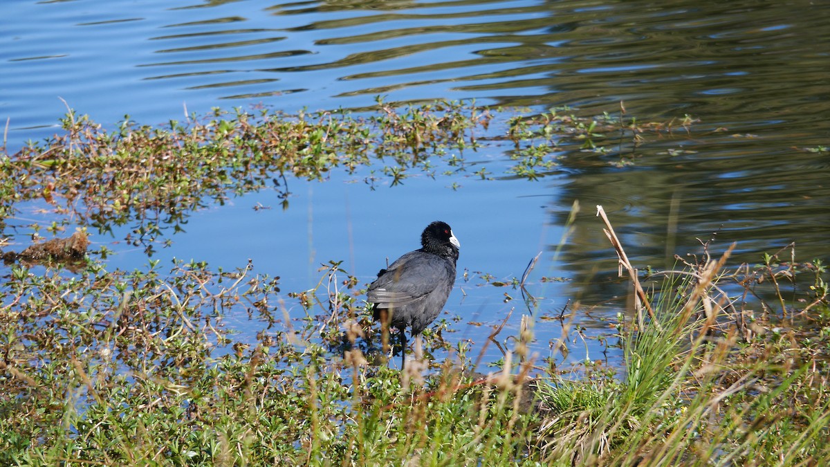 Eurasian Coot - ML646207962