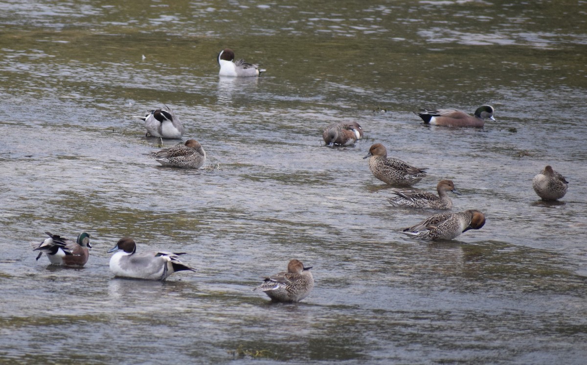 Northern Pintail - ML646207963