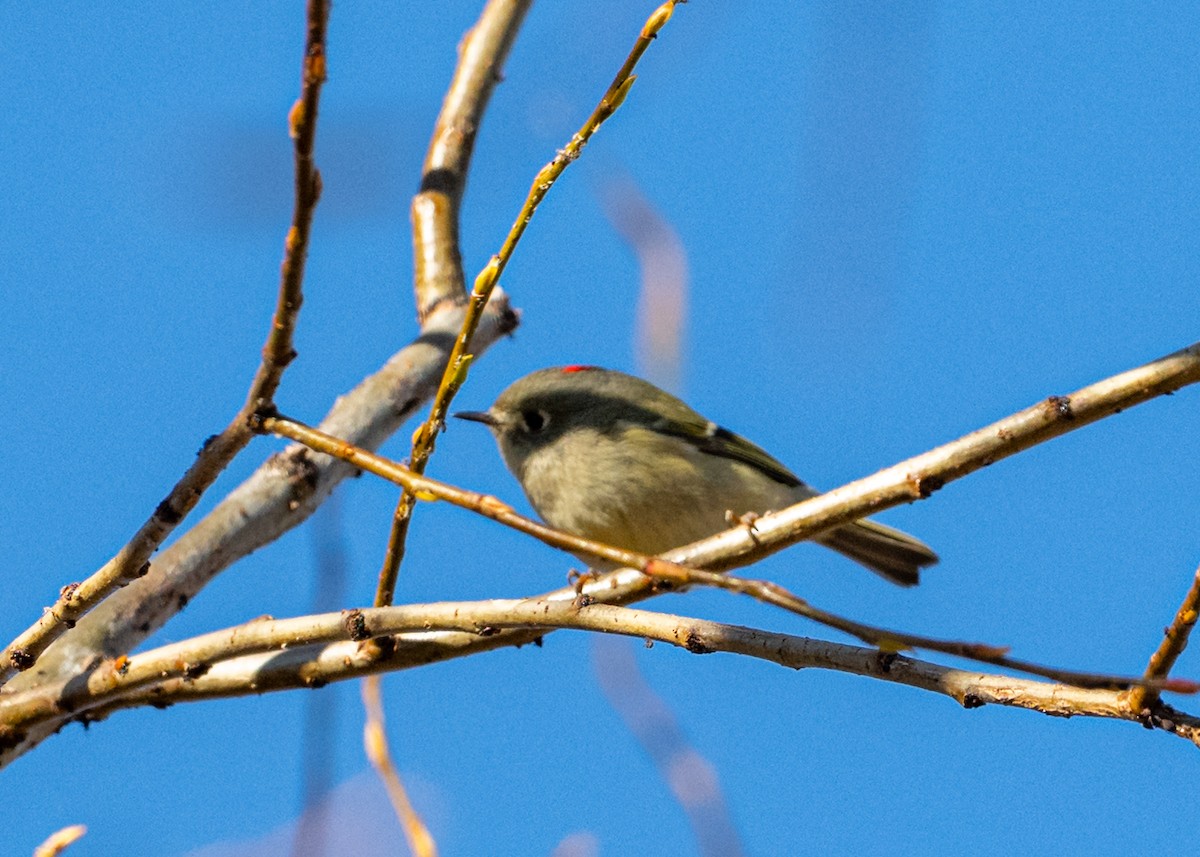 Ruby-crowned Kinglet - ML646207964