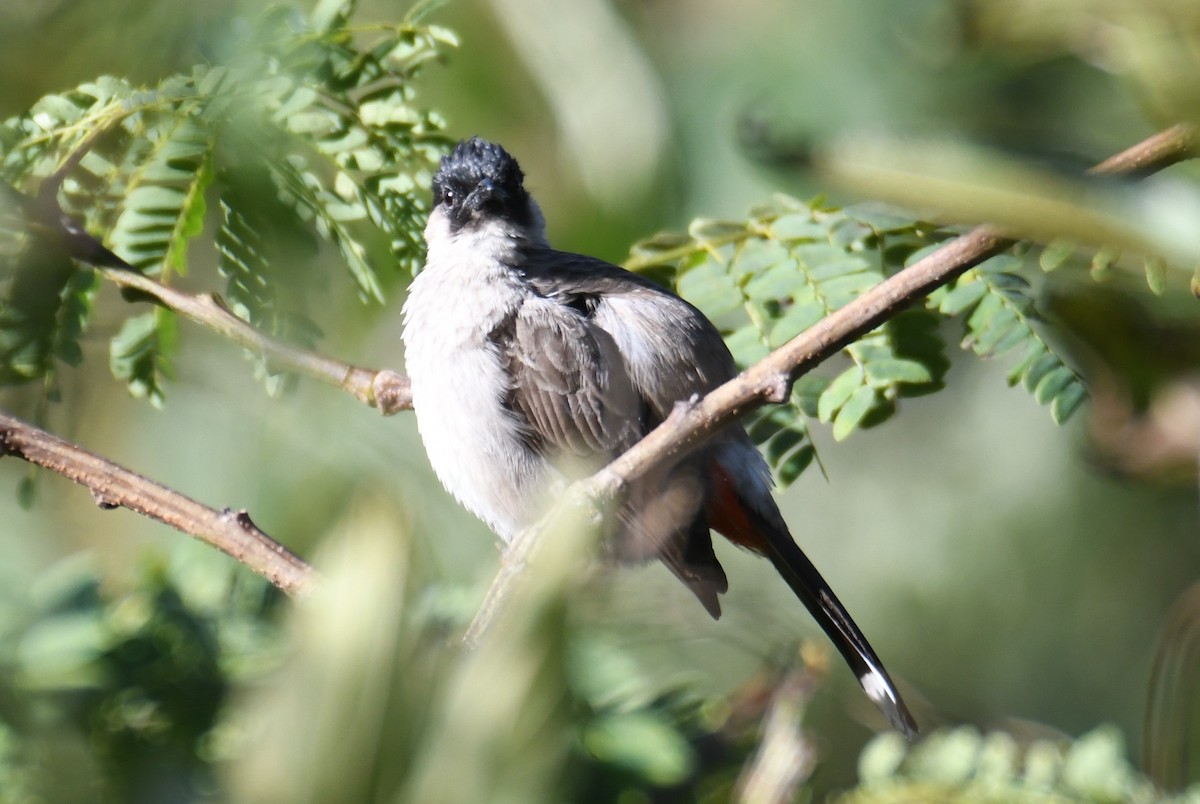 Sooty-headed Bulbul - ML646207965