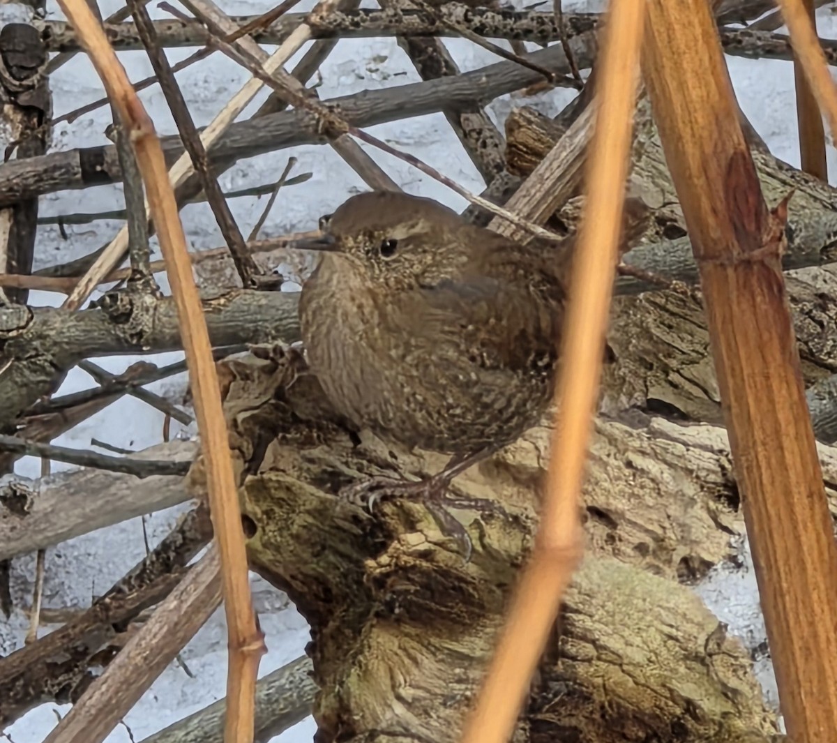 Winter Wren - ML646207966
