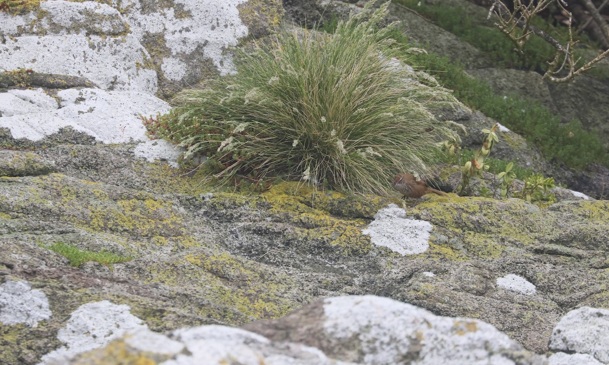 New Zealand Fernbird (Snares) - ML646207967