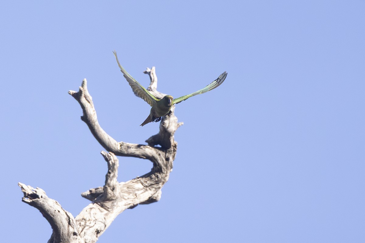 Austral Parakeet - ML646207968