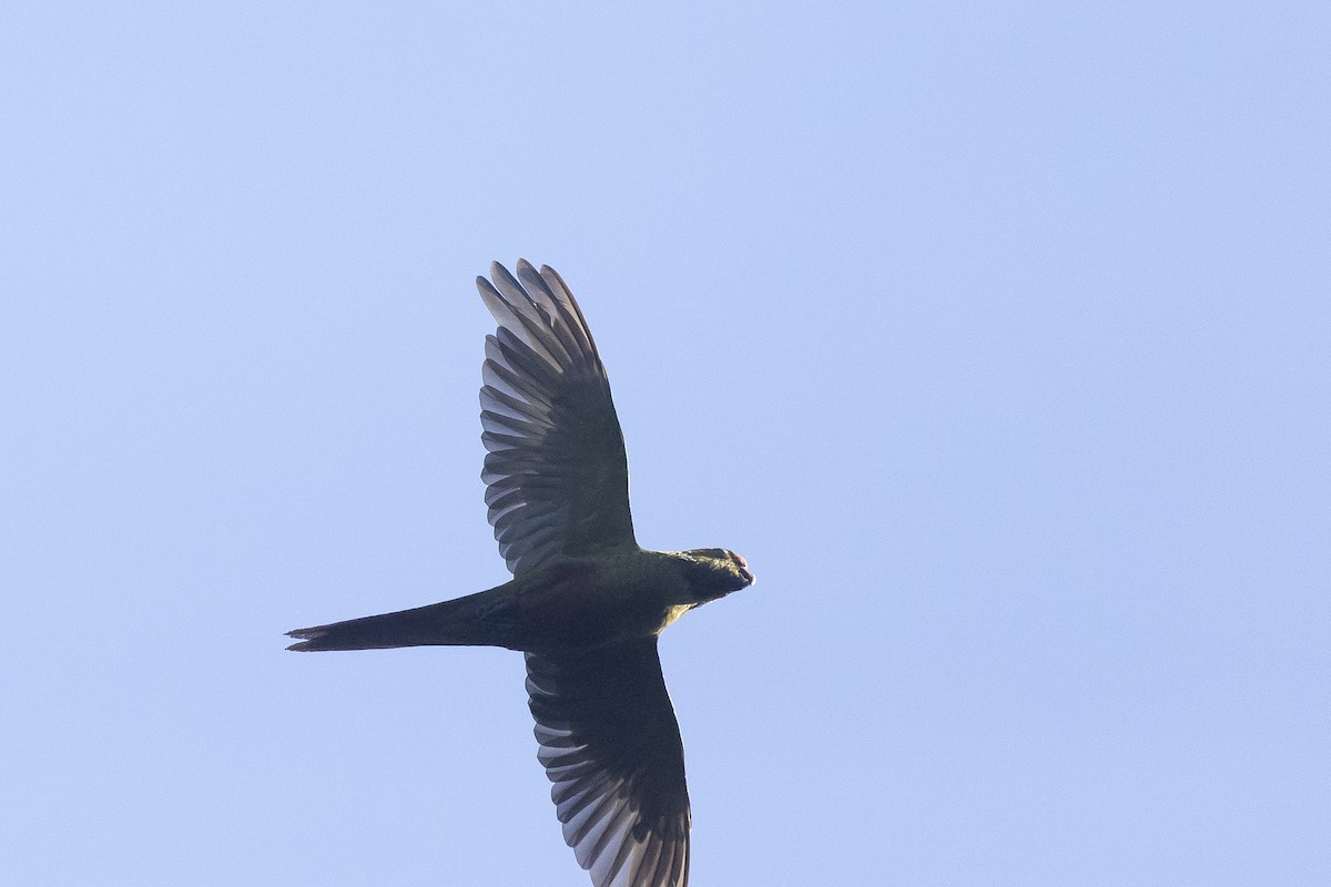Austral Parakeet - ML646207969