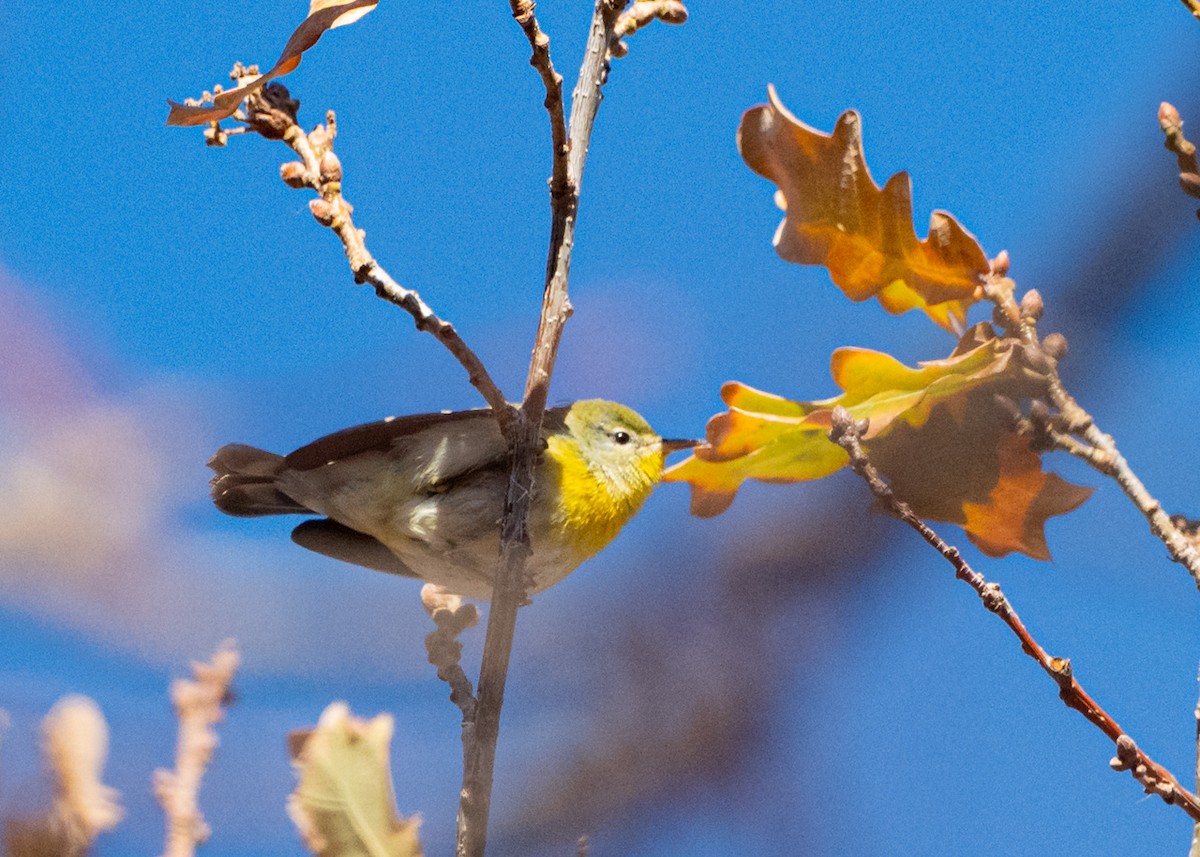 Очковая древесница - ML646207970