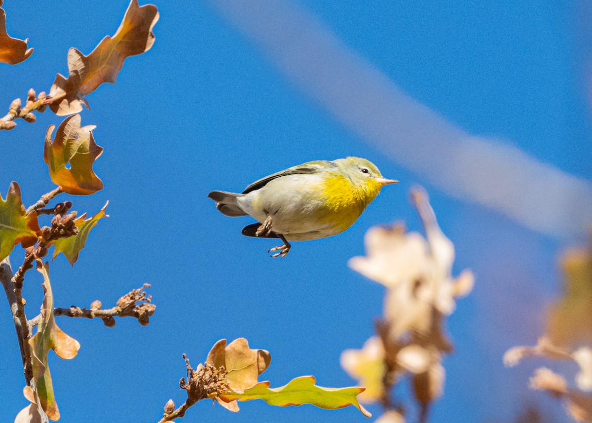 Очковая древесница - ML646207971