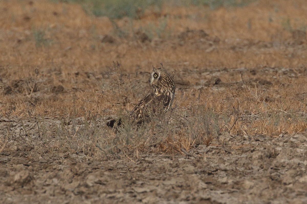Short-eared Owl - ML646207973