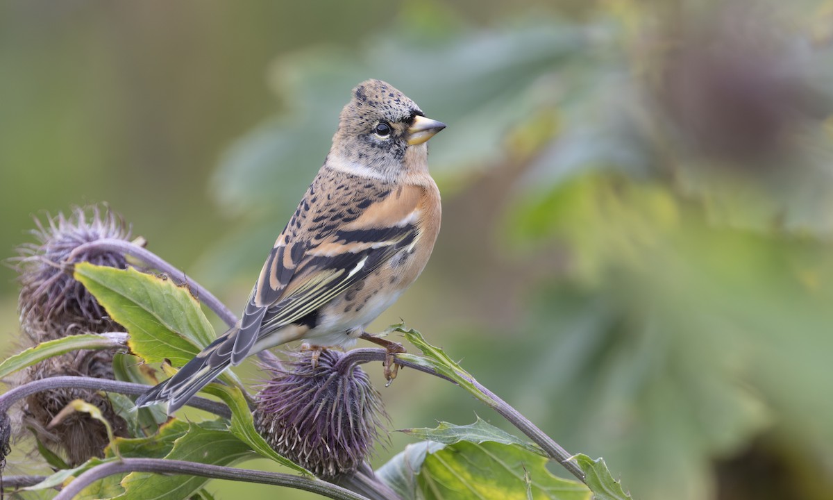 Brambling - ML646207978