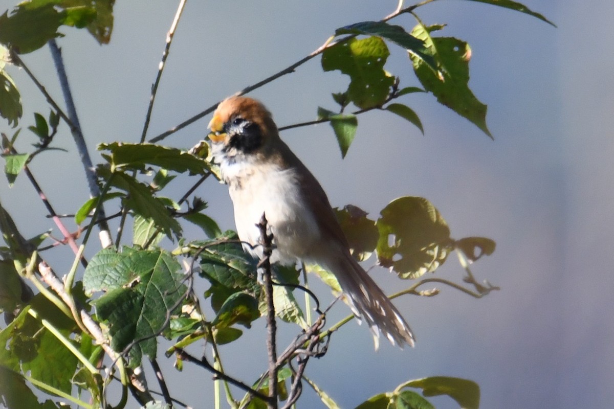 Paradoxornis fléché - ML646207979