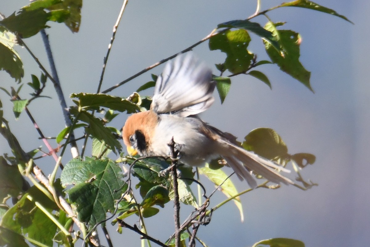 Paradoxornis fléché - ML646207980