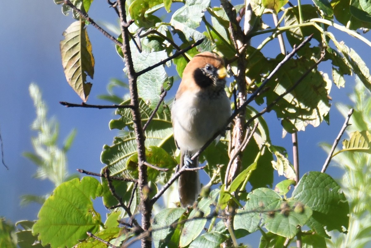 Paradoxornis fléché - ML646207981