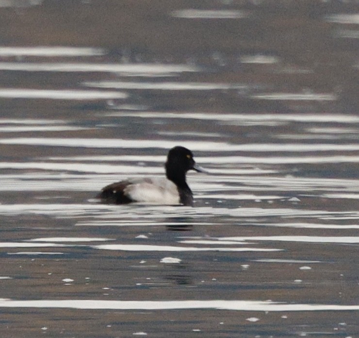 Lesser Scaup - ML646207985