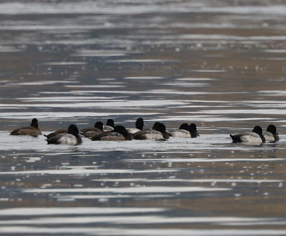 Lesser Scaup - ML646207986