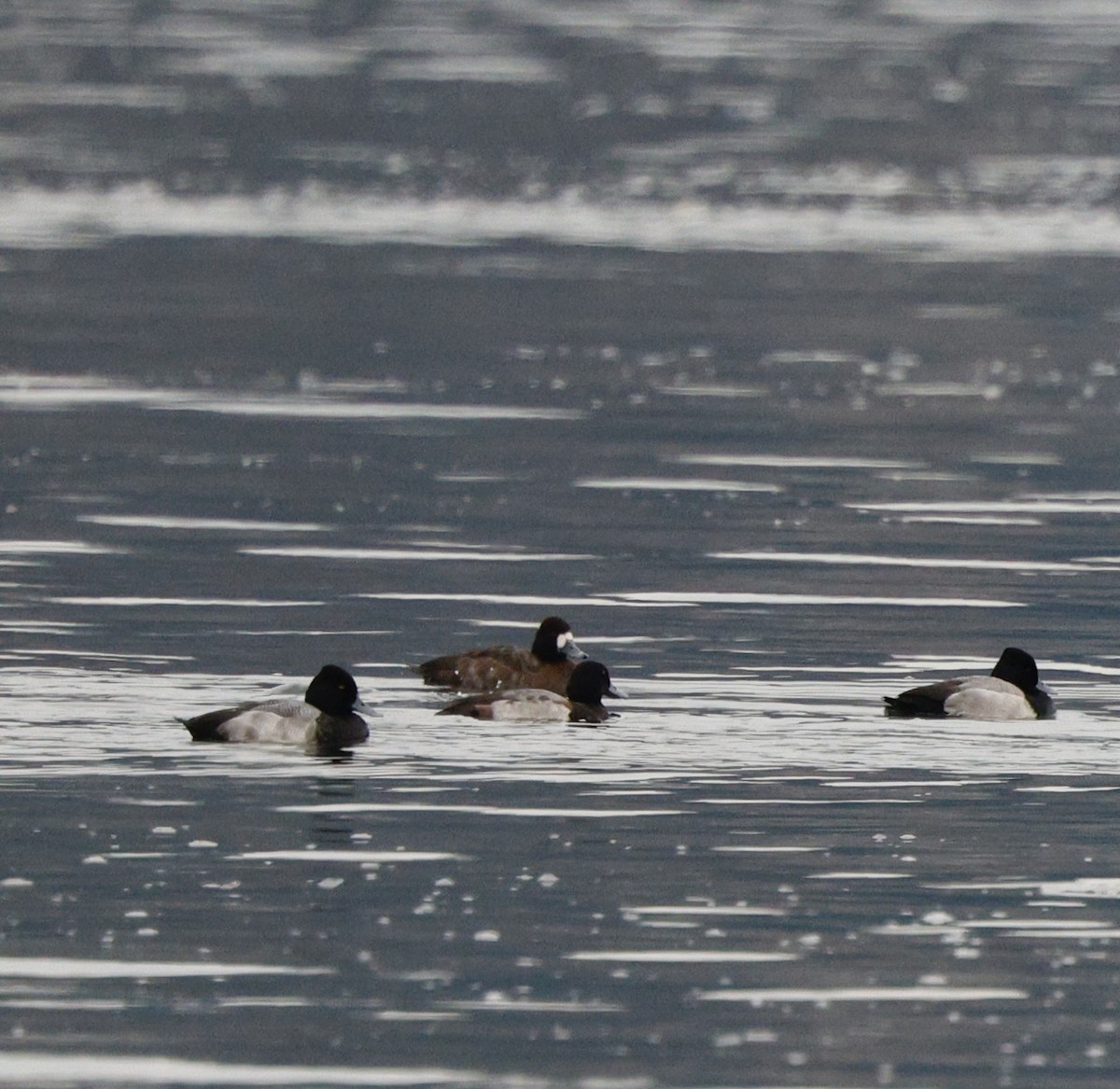 Lesser Scaup - ML646207988