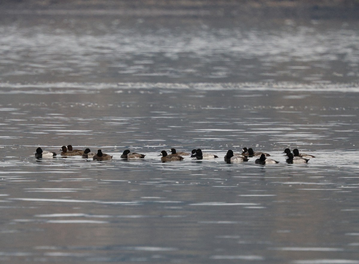 Lesser Scaup - ML646207989