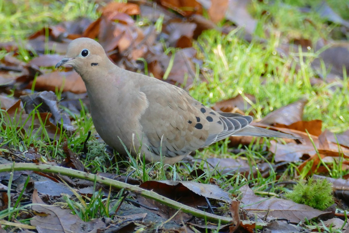 Mourning Dove - ML646207990