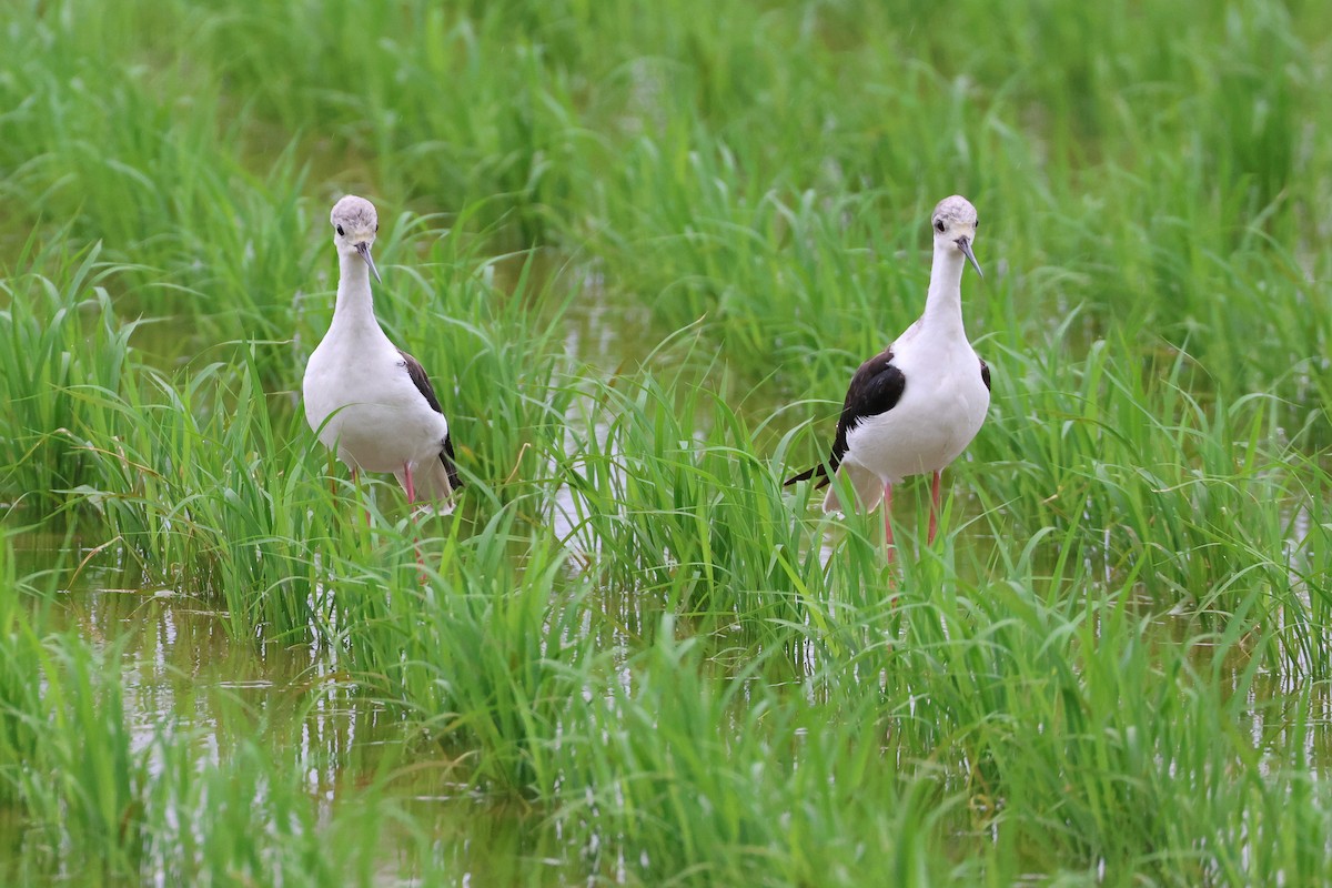 高蹺鴴 - ML646207992