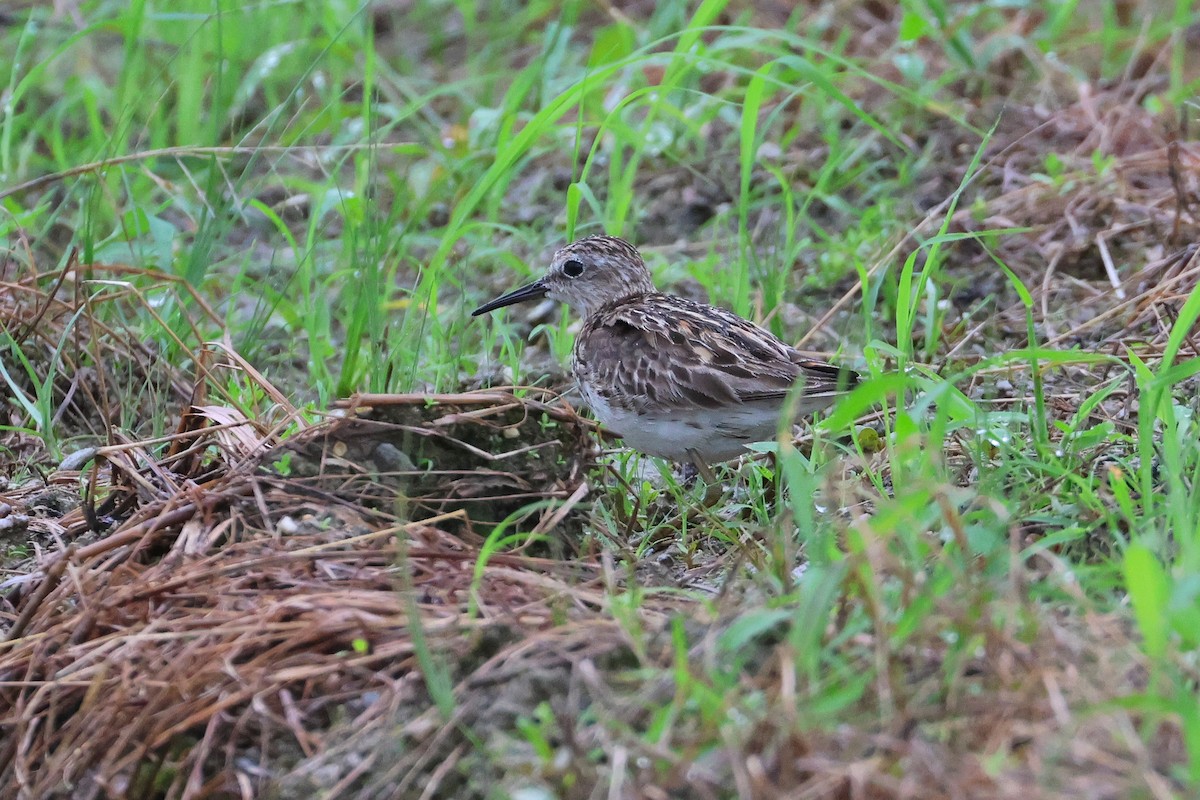 Long-toed Stint - ML646207993