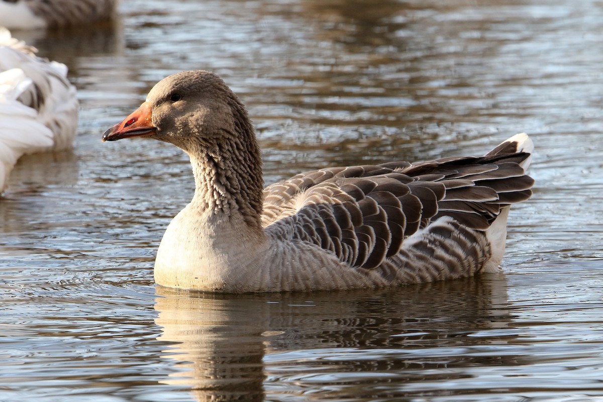 husa velká - ML646207994