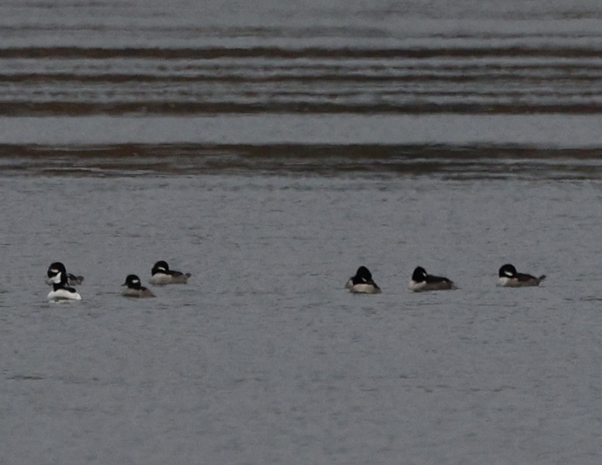 Bufflehead - ML646207995