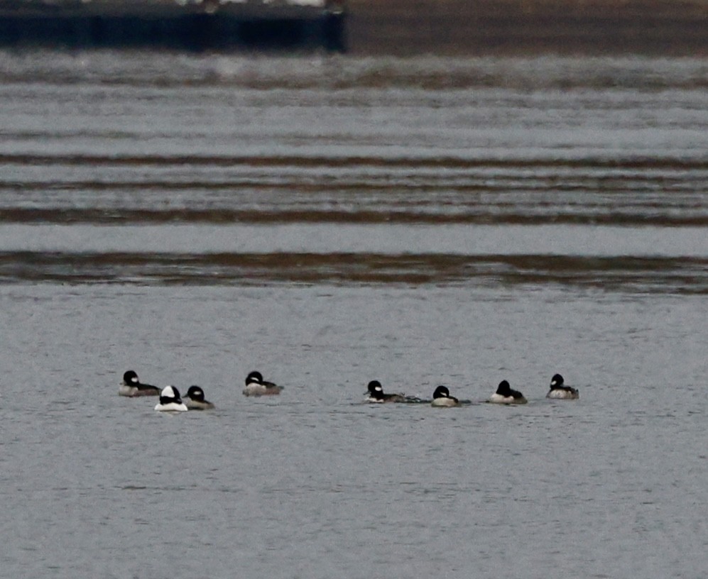 Bufflehead - ML646207996