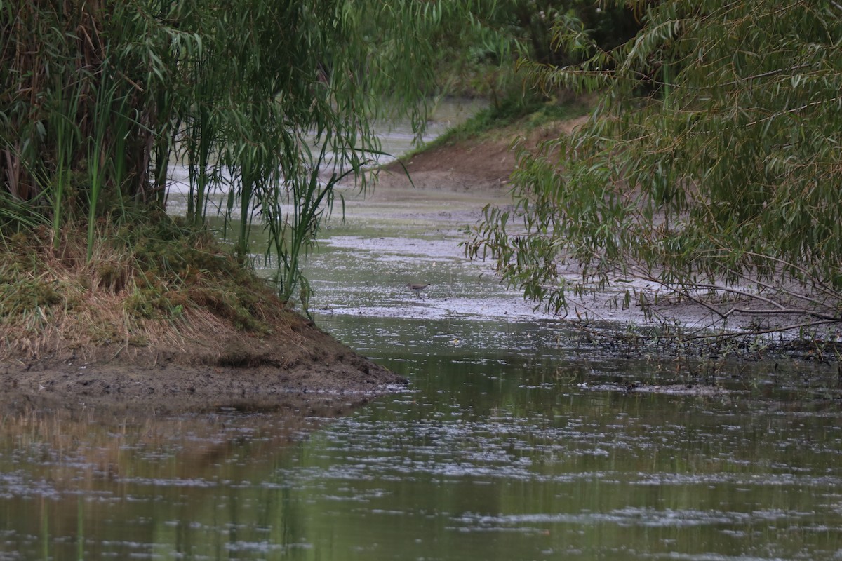 Solitary Sandpiper - ML646207998