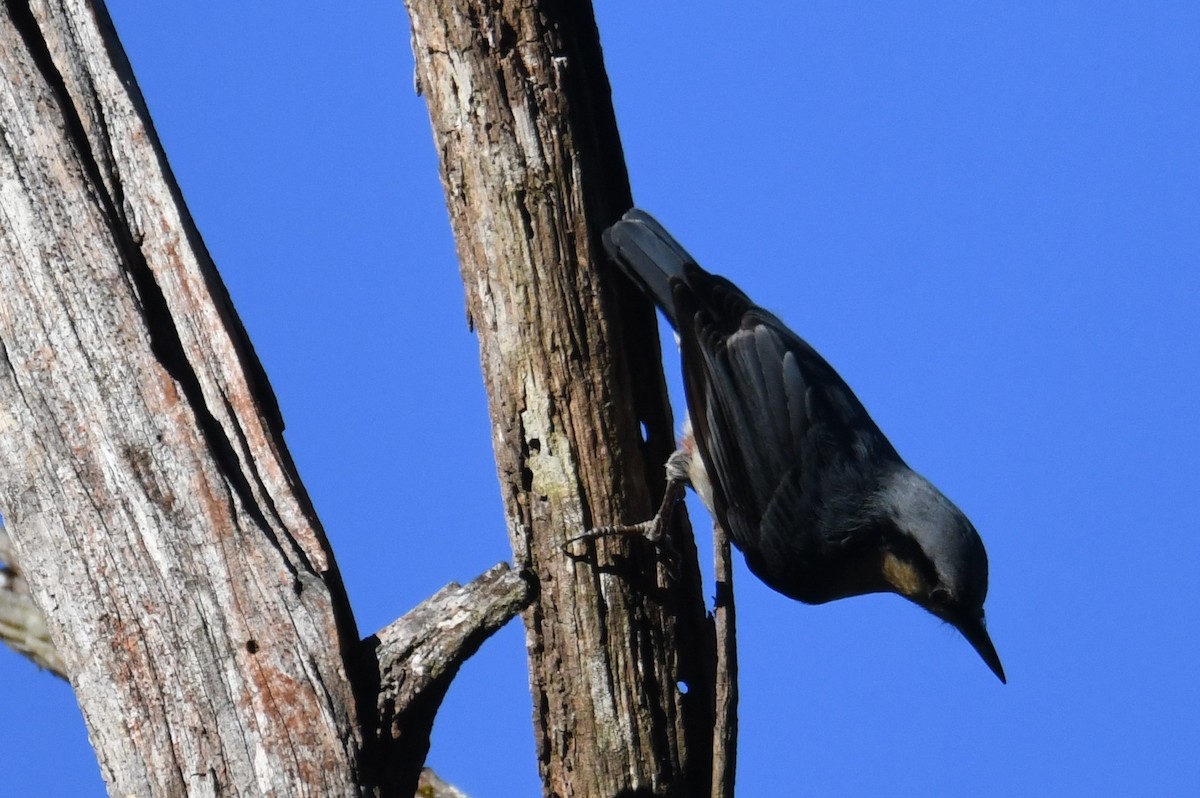 Chestnut-vented Nuthatch - ML646207999