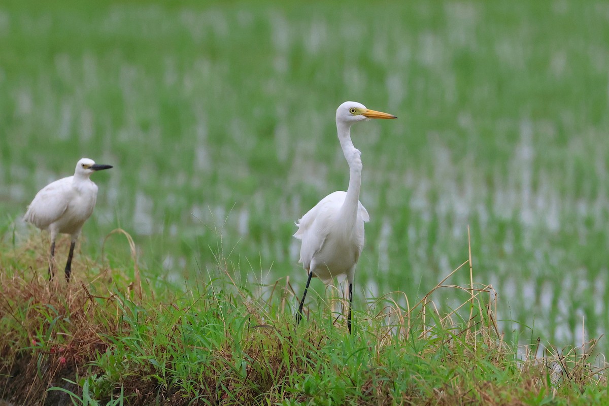 中白鷺 - ML646208003