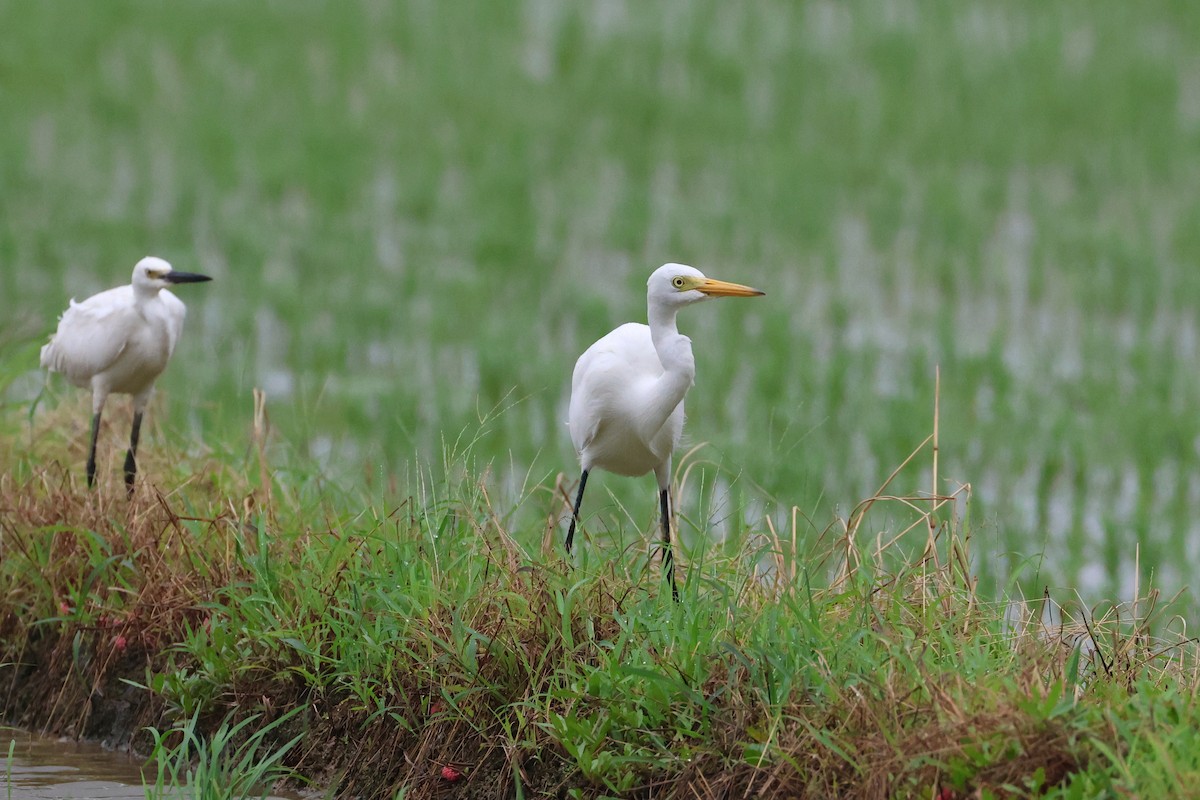 中白鷺 - ML646208004