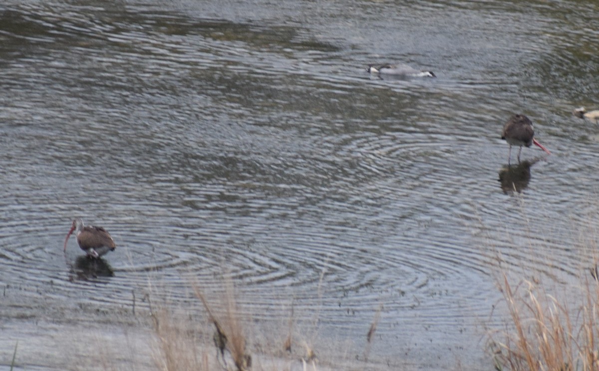 White Ibis - ML646208006