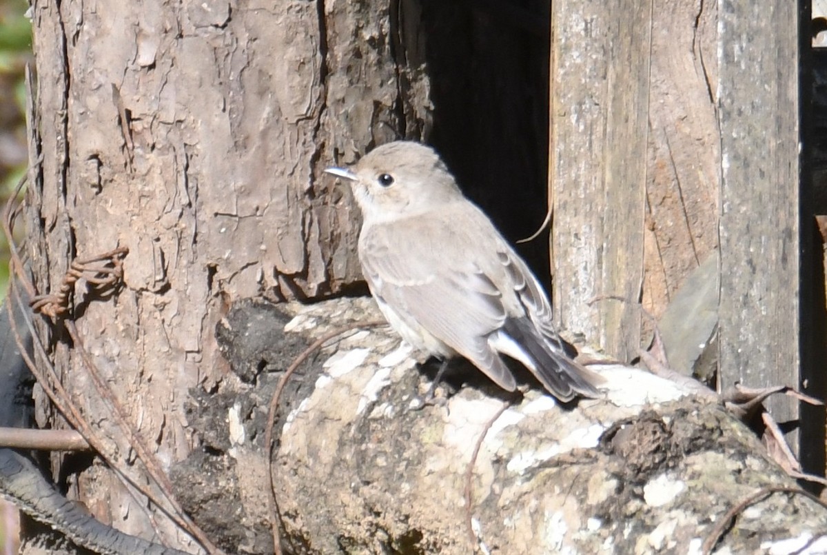 Taiga Flycatcher - ML646208007