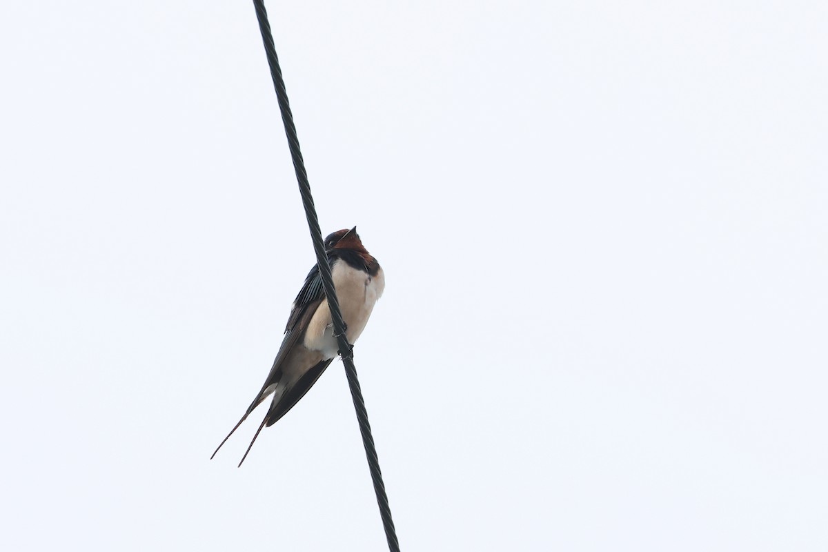Barn Swallow - ML646208009