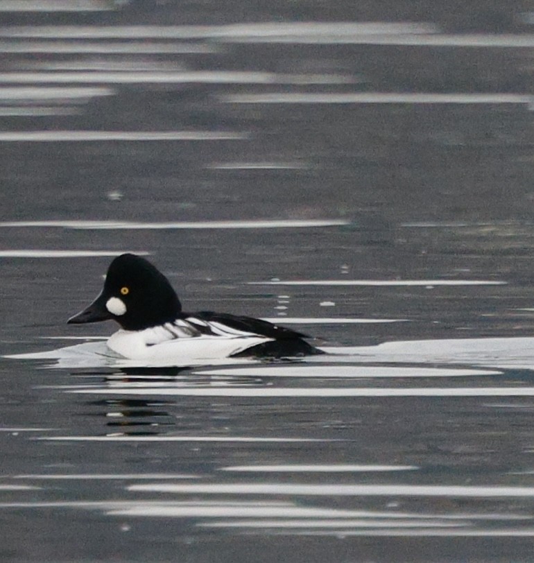 Common Goldeneye - ML646208010