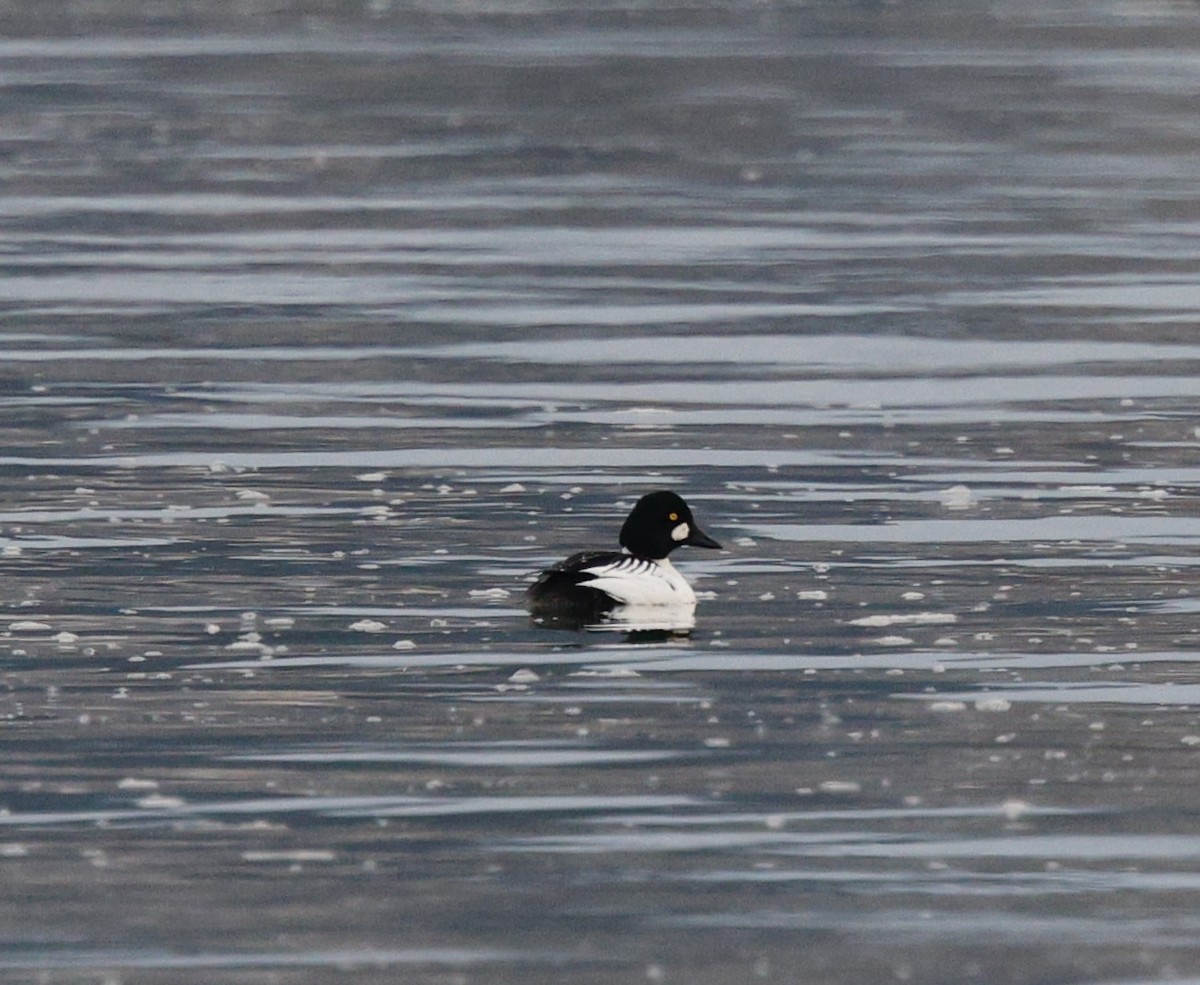 Common Goldeneye - ML646208011