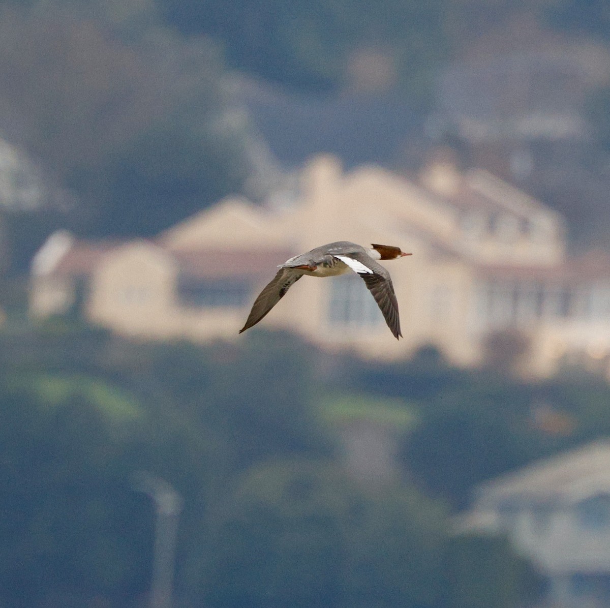 Common Merganser - ML646208012