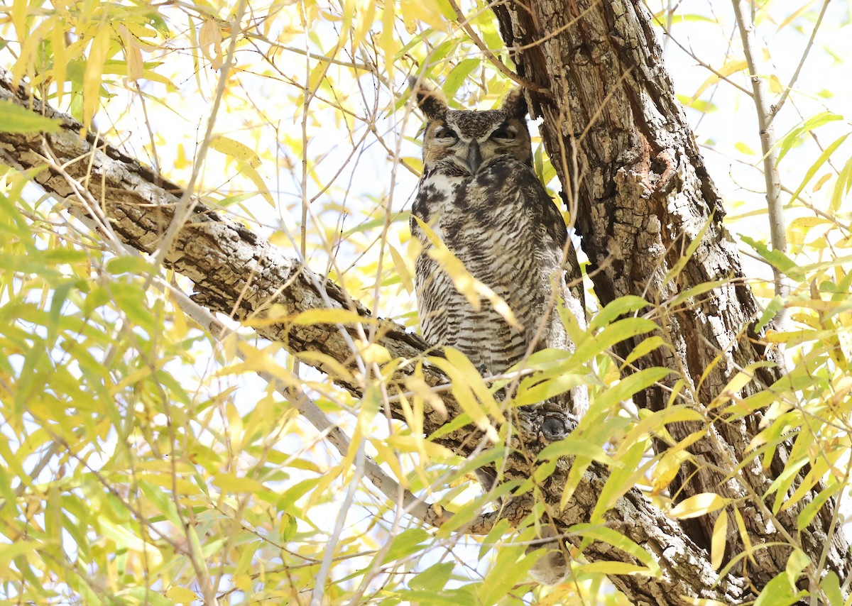 Great Horned Owl - ML646208014