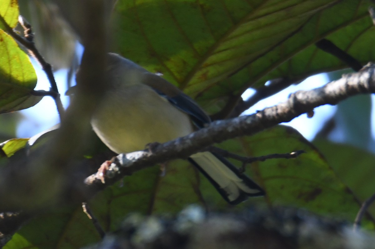 passerine sp. - ML646208015