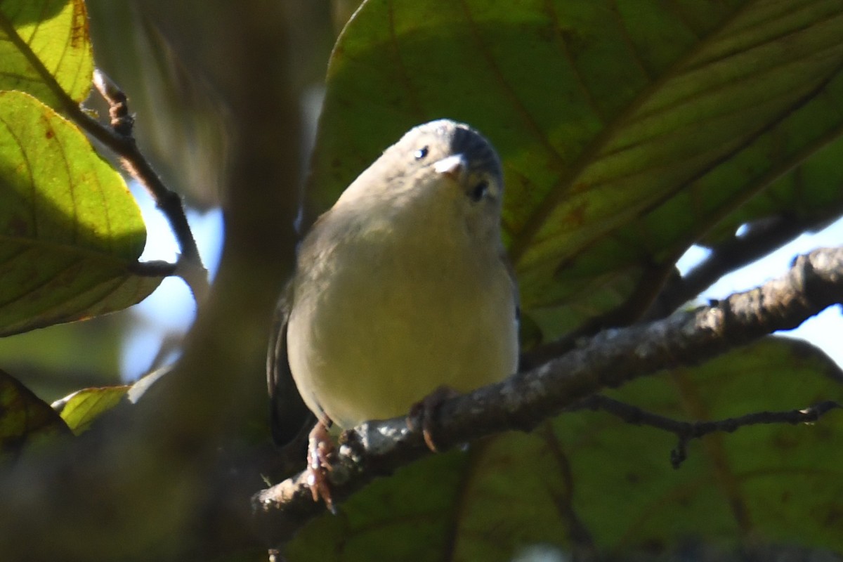 passerine sp. - ML646208016