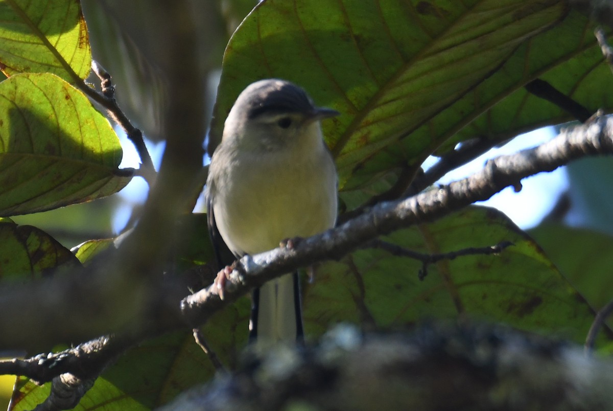 passerine sp. - ML646208017