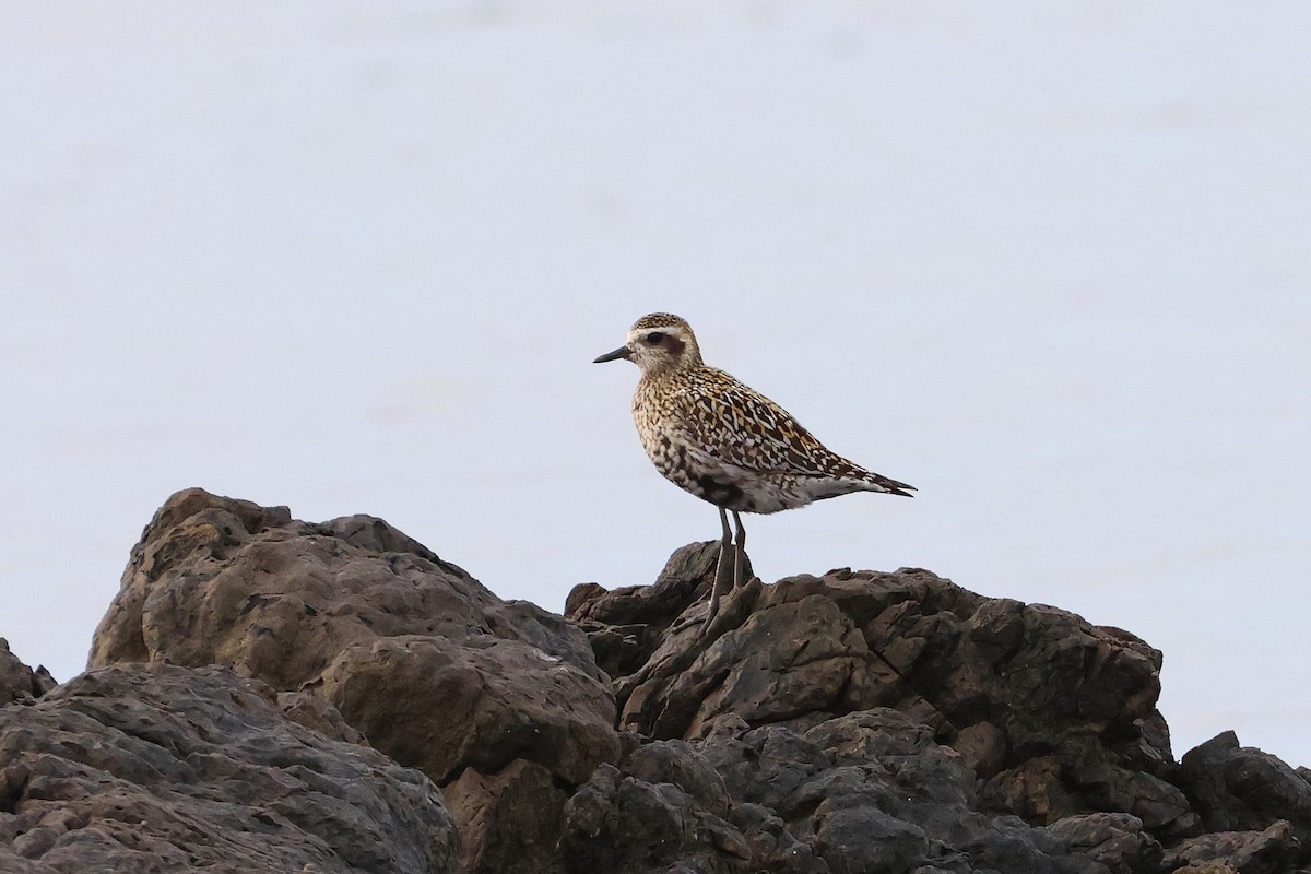 Pacific Golden-Plover - ML646208018
